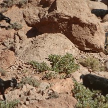 Goats searching for food in this total arid environment